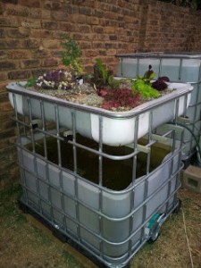 550L Aquaponics system